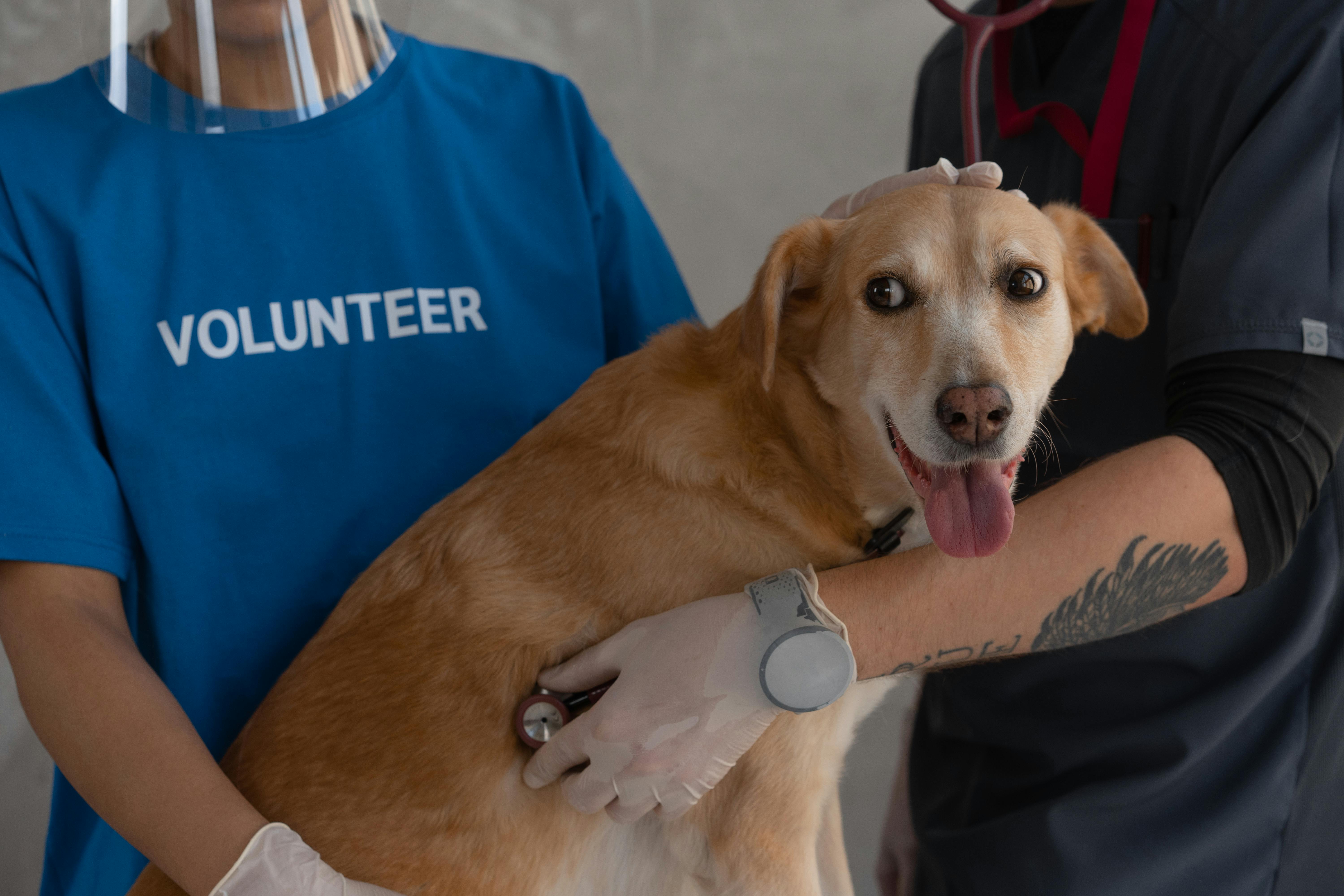 Veterinaria Inteligente