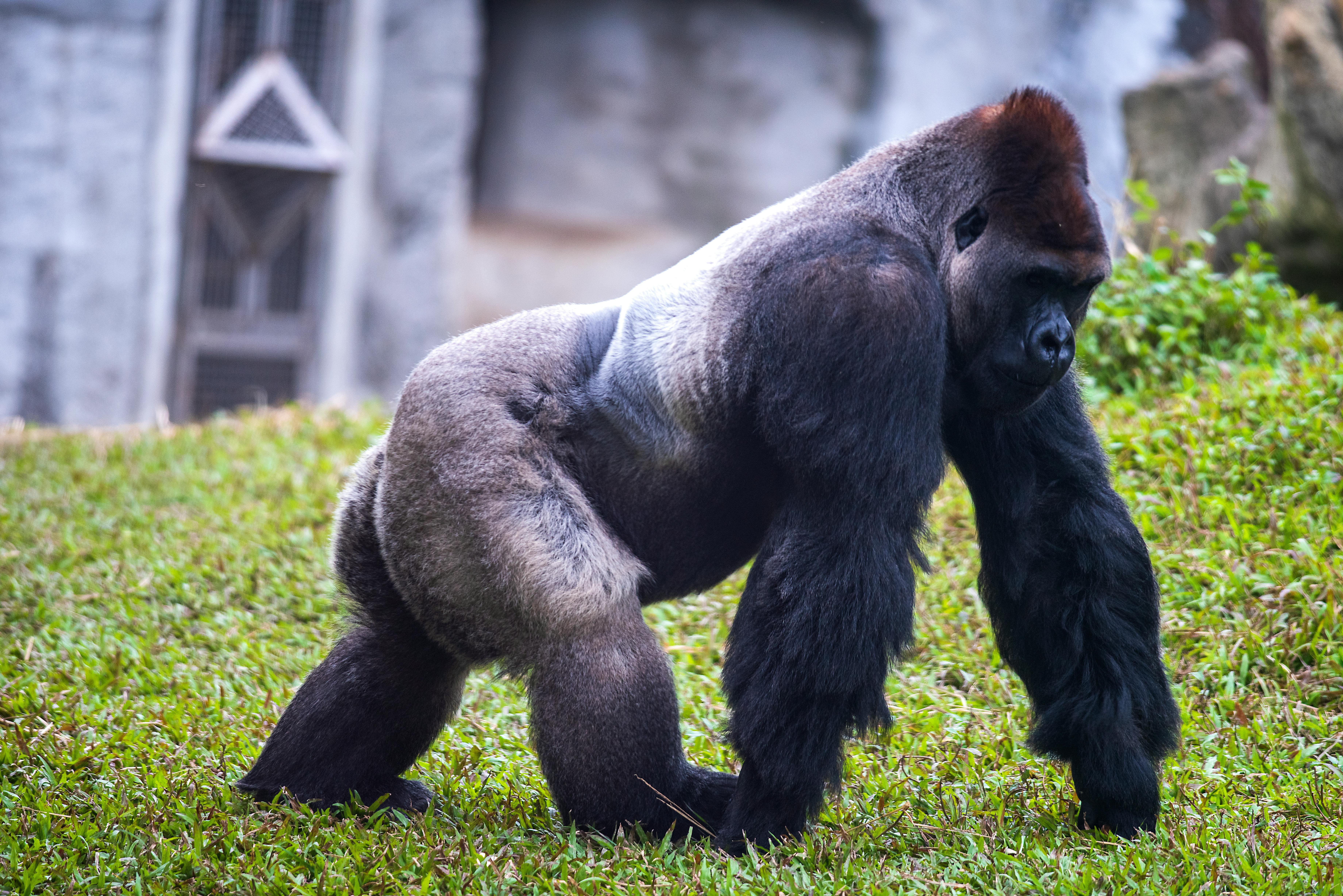 Gorilla