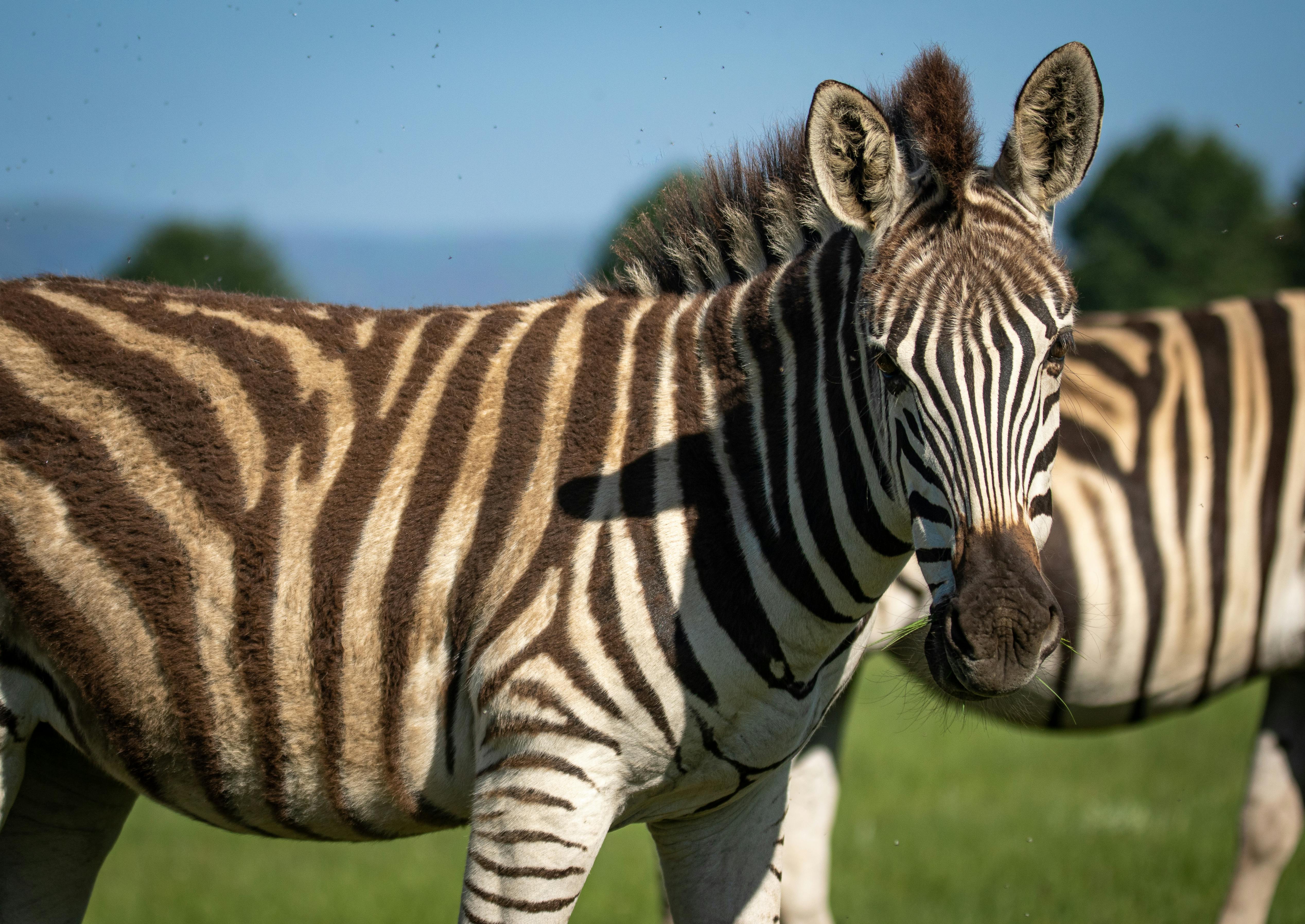 Zebra