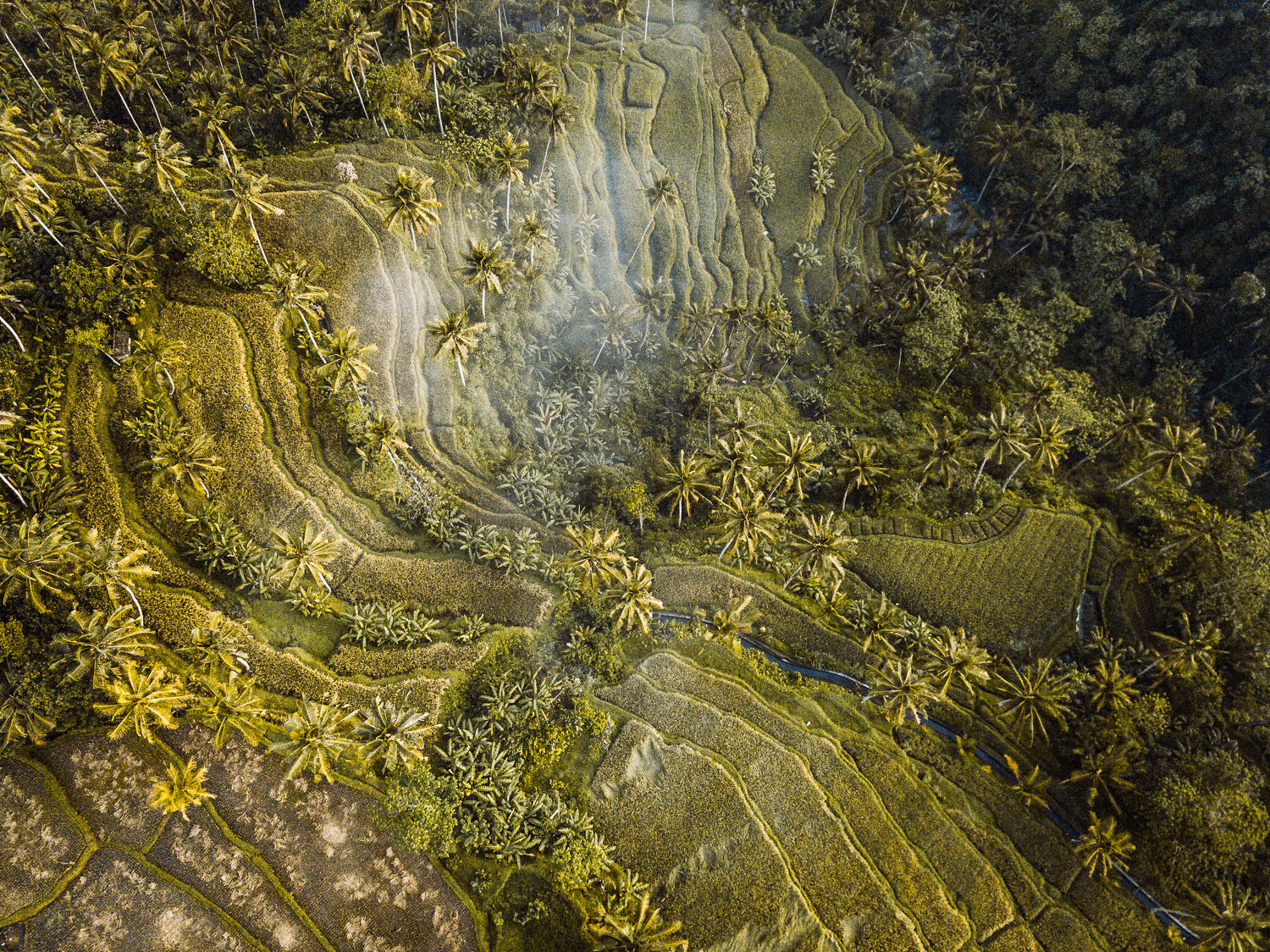 ubud ricefield terrace bali