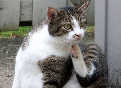 cat