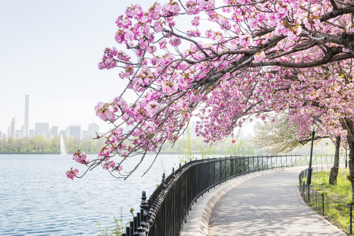 cherry blossoms by the reservoir