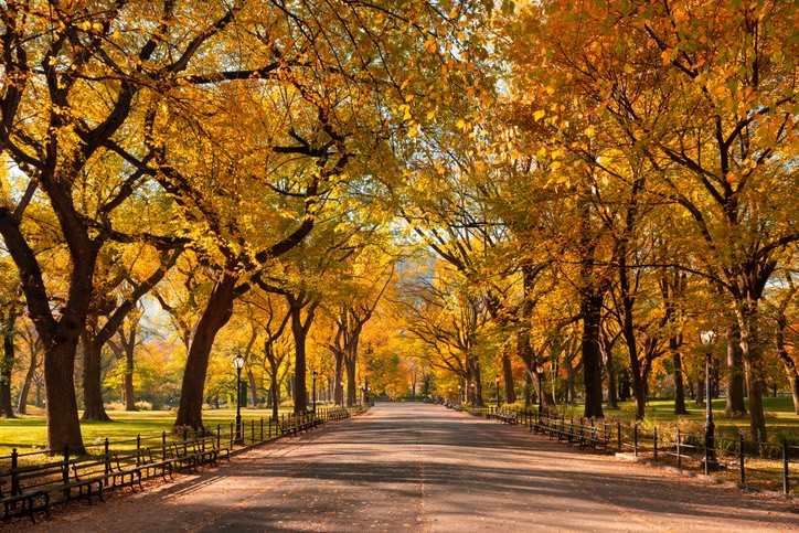 Foliage in the City