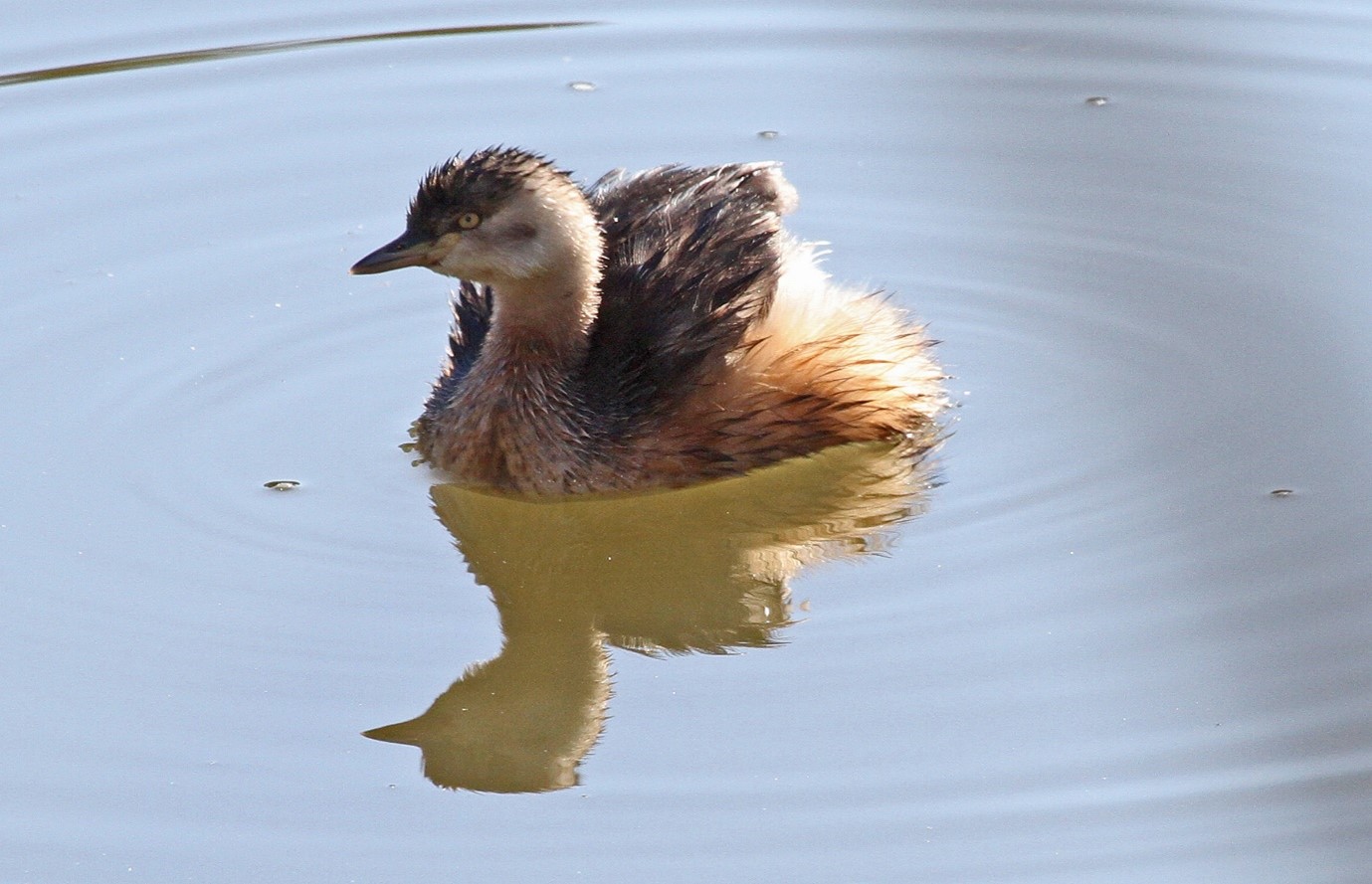 Grebe Grebe