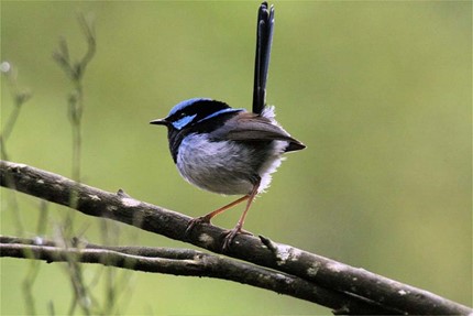 Wren Wren