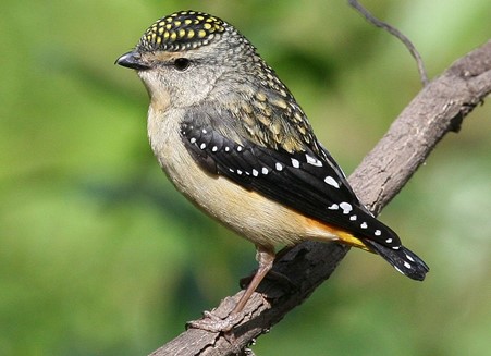 Pardalote Pardalote