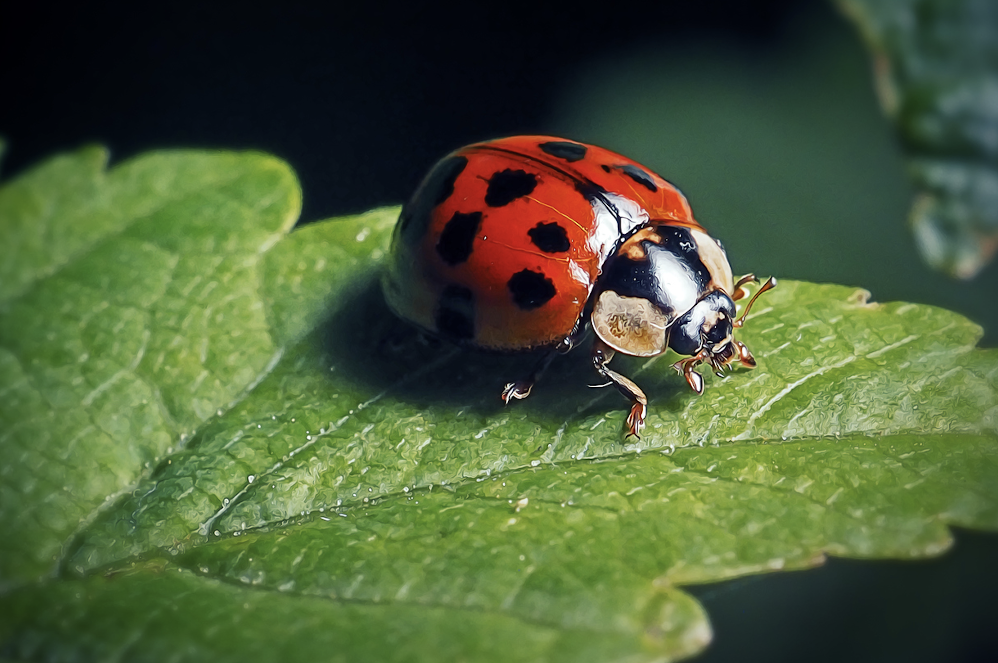 Ladybug in Victoria