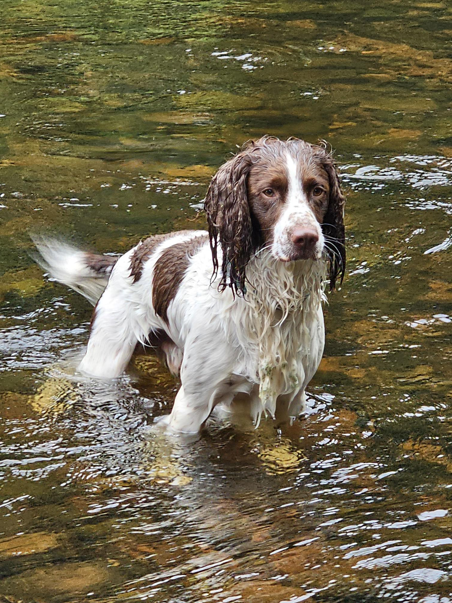 Keeping your dog cool in summer heat Keeping your dog cool in summer heat