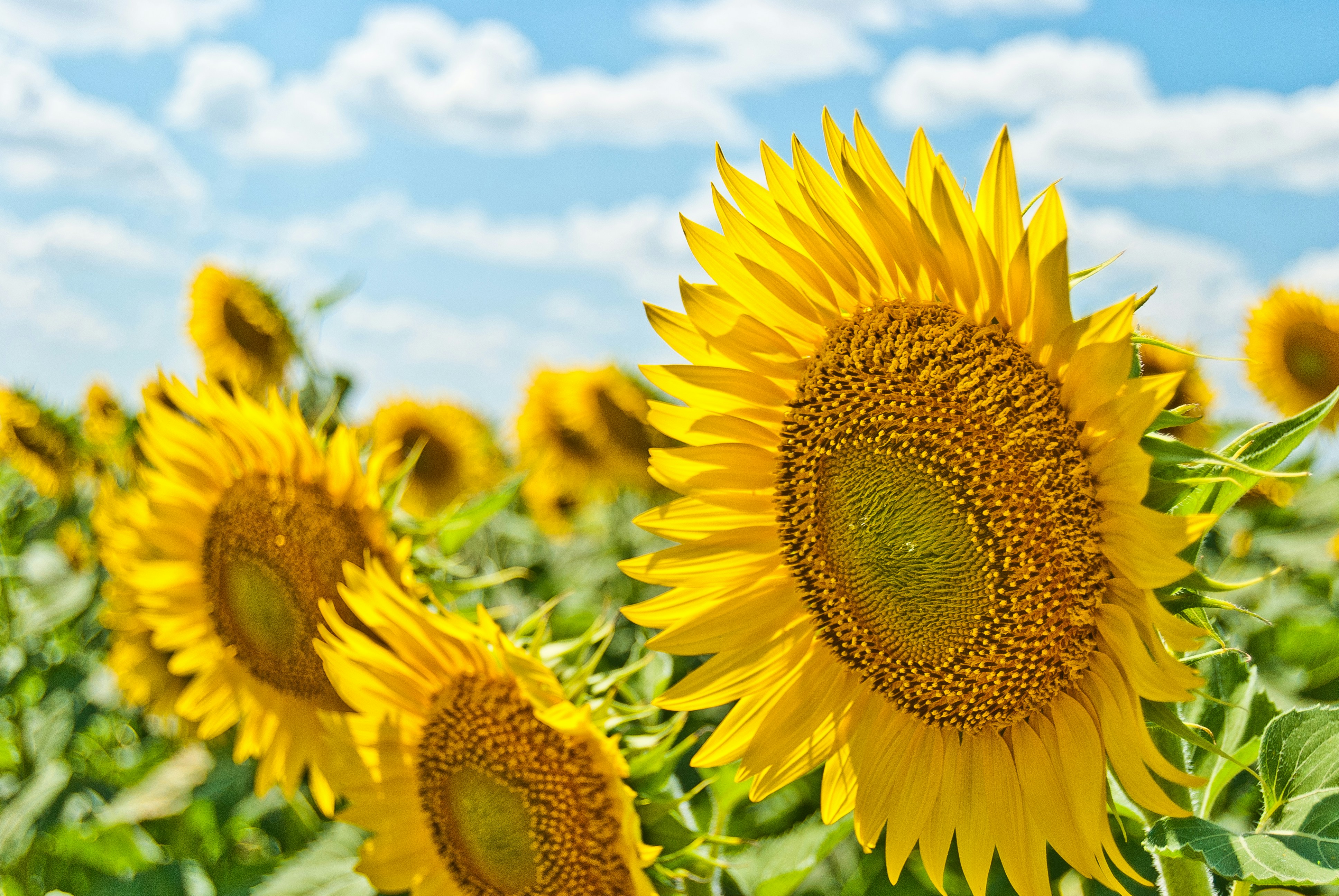 Why Summer Is the Hottest Season to Buy a Home 
(and How to Win the Bidding War)

