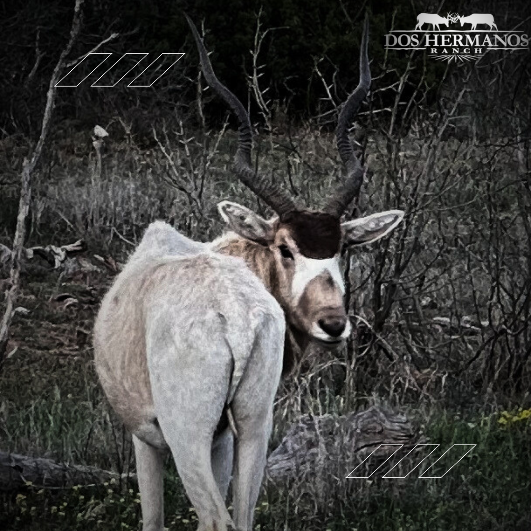 Introducing the Majestic Addax: A New Trophy Hunt at Dos Hermanos Ranch


