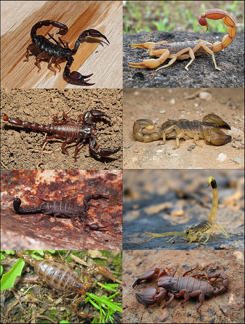 Picture of 4 different types of Scorpion. Picture of 4 different types of Scorpion.