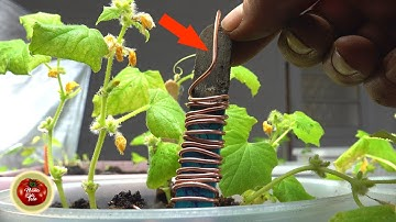 Homemade plant energy device using copper wire and metal inserted in soil to boost plant growth. Homemade plant energy device using copper wire and metal inserted in soil to boost plant growth.