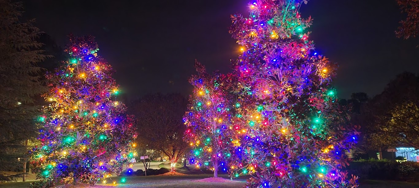 Olympia Christmas lights tree wrapping