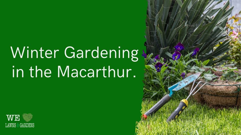 Winter Gardening In The Macarthur