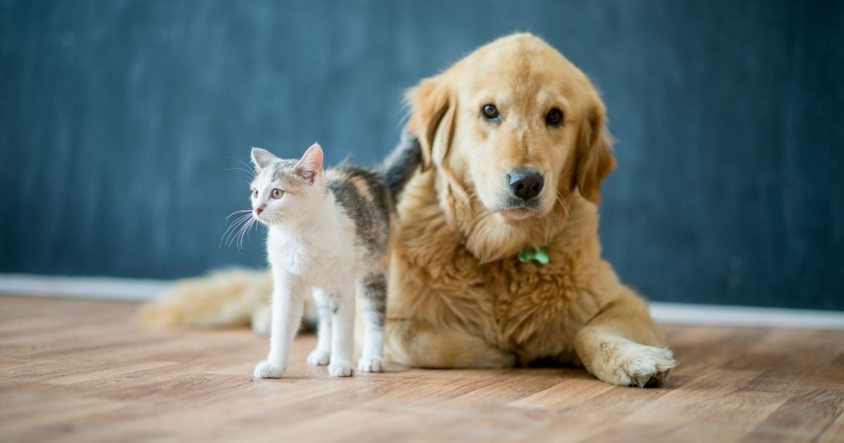 cat and dog in the floor cat and dog in the floor