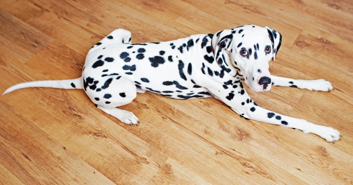 laminate flooring with dalmatian dog laminate flooring with dalmatian dog
