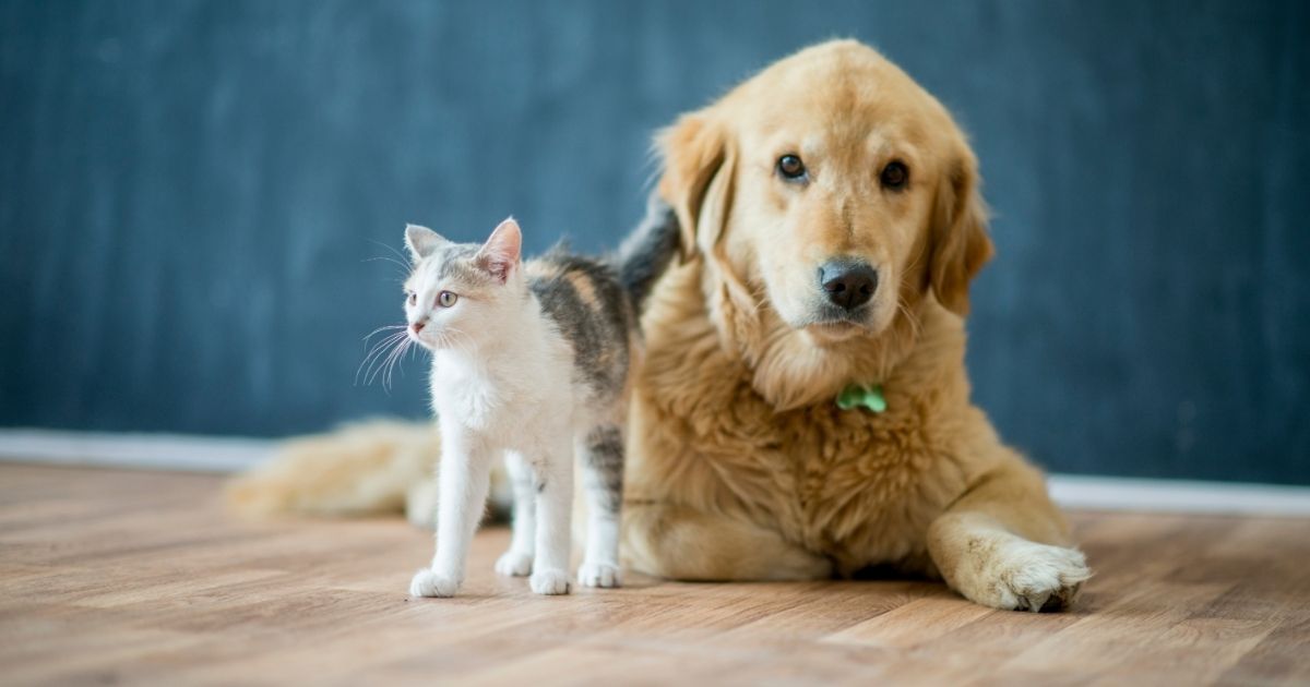 Golden retriever and white-gray cat lounging on a wooden floor Golden retriever and white-gray cat lounging on a wooden floor