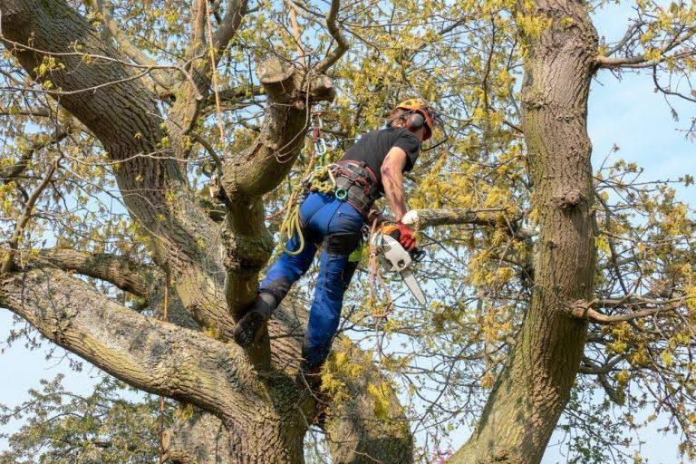 Tree Trimming vs. Tree Pruning — What’s the Difference?