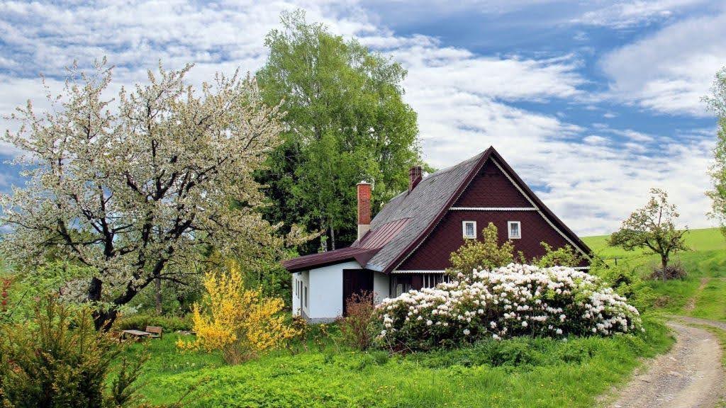 Trimmed to Thrive: Let Mr. Trim Pruning Shape Your Landscape’s Future