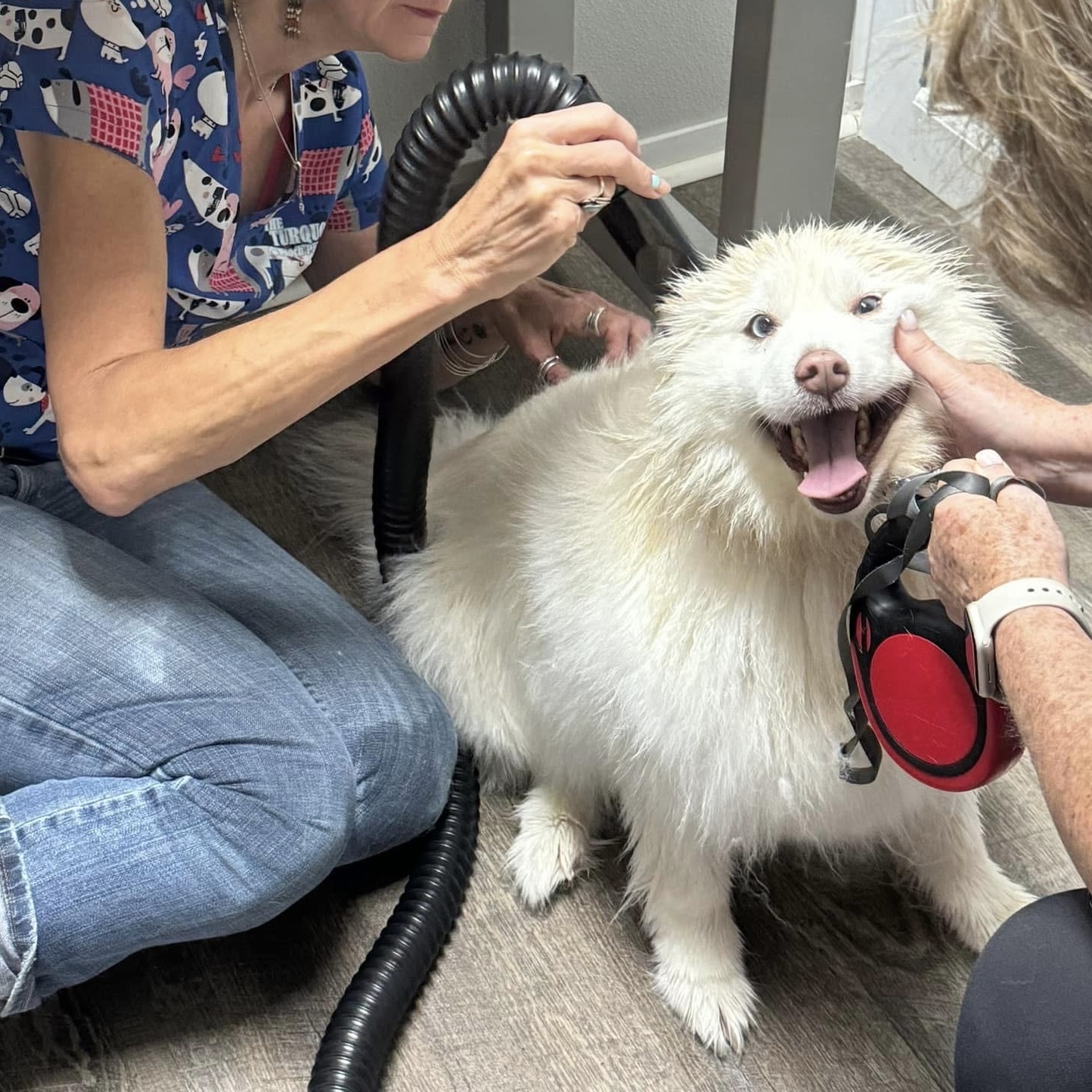 Dog getting groomed