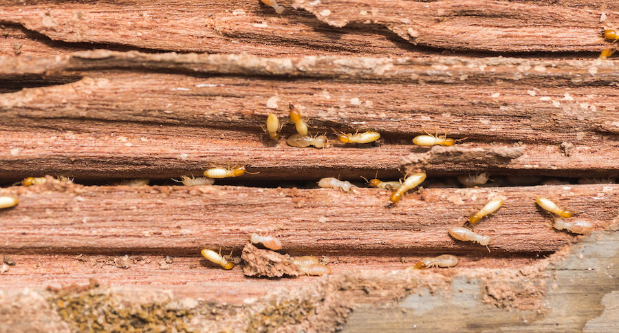Termite Control