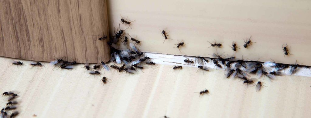 Ant Control