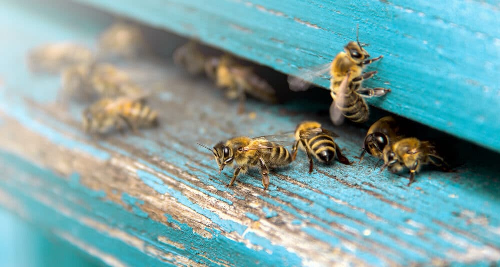Stinging Insect Control
