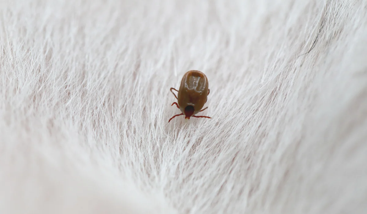 Flea & Tick Control