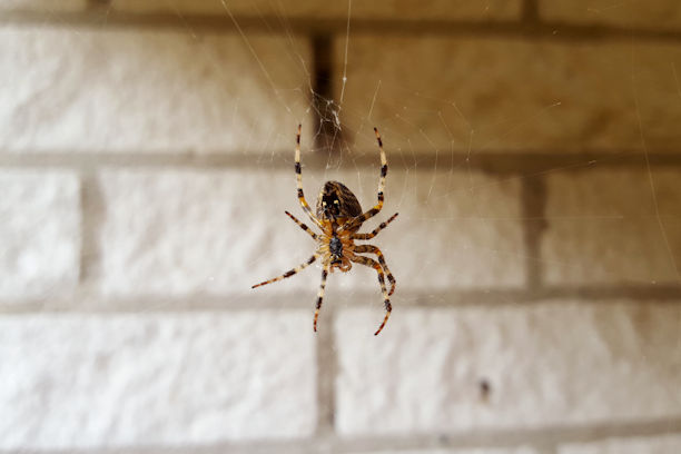 Spider Control