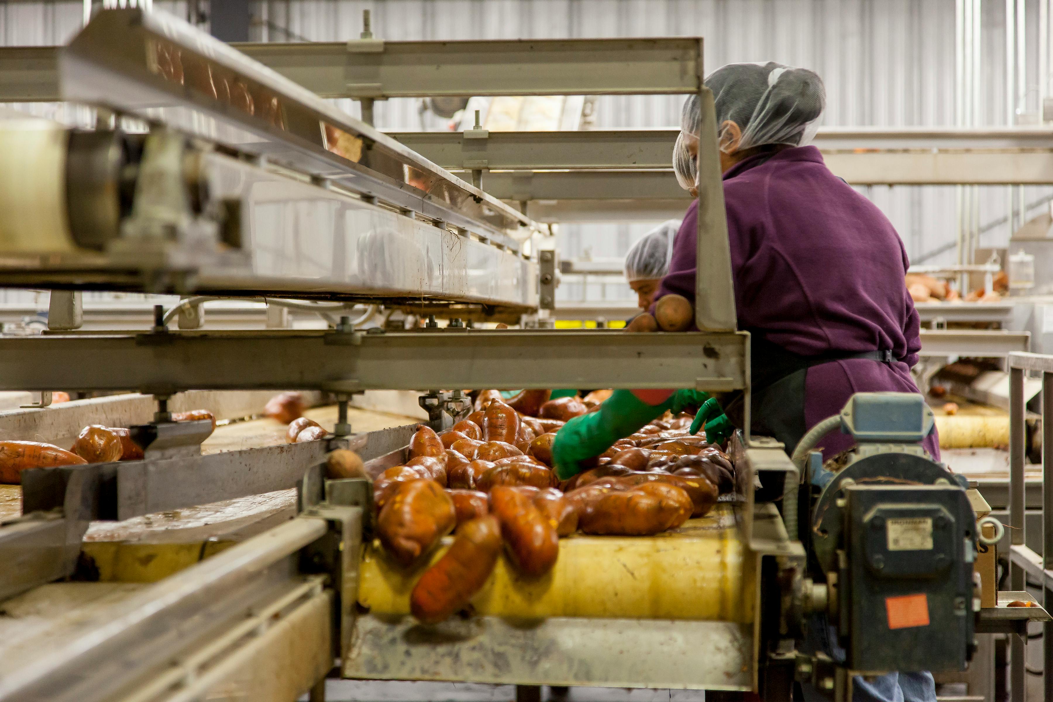 Food Processing Industry Pest Control