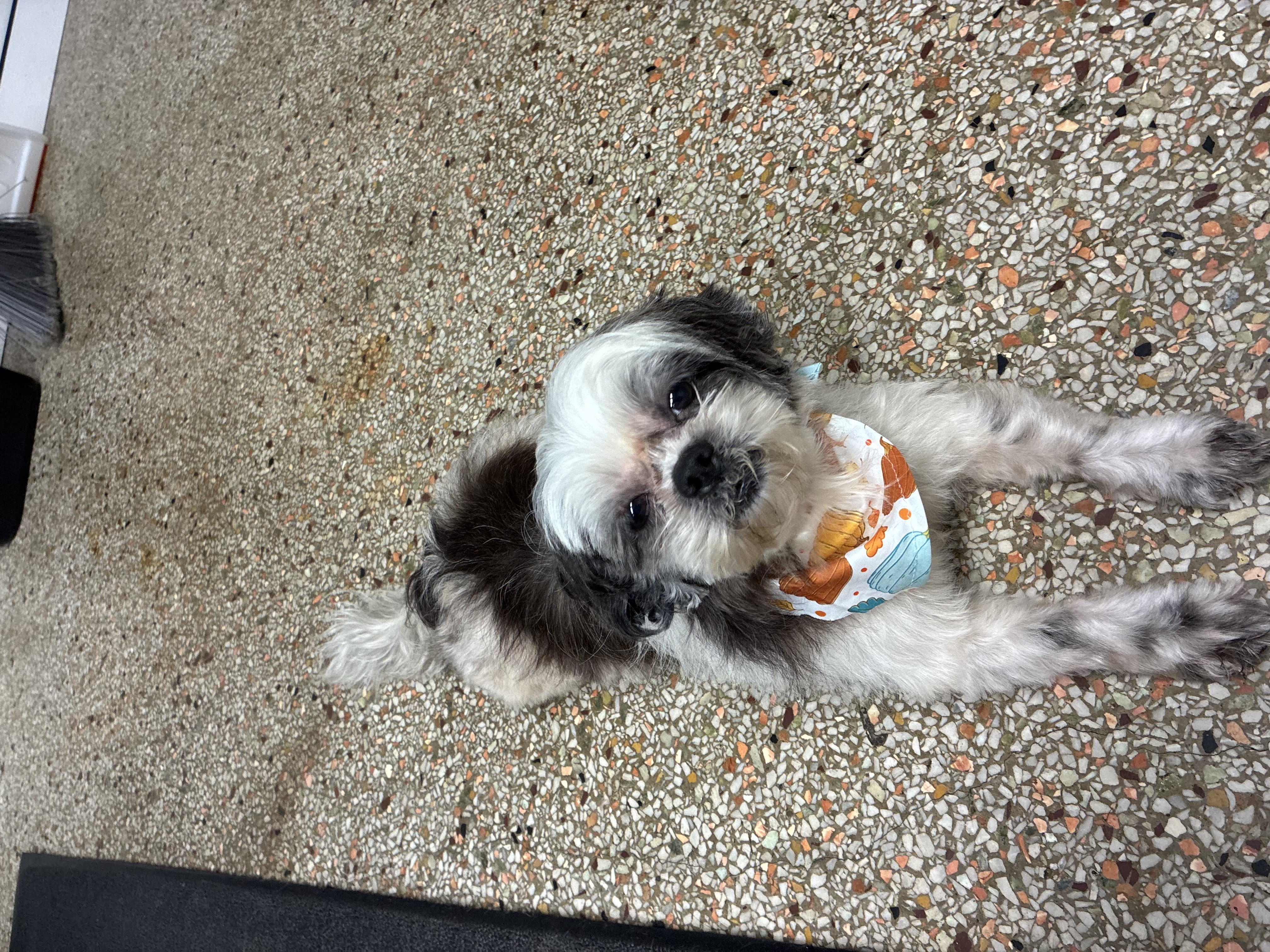 Labrador transformation