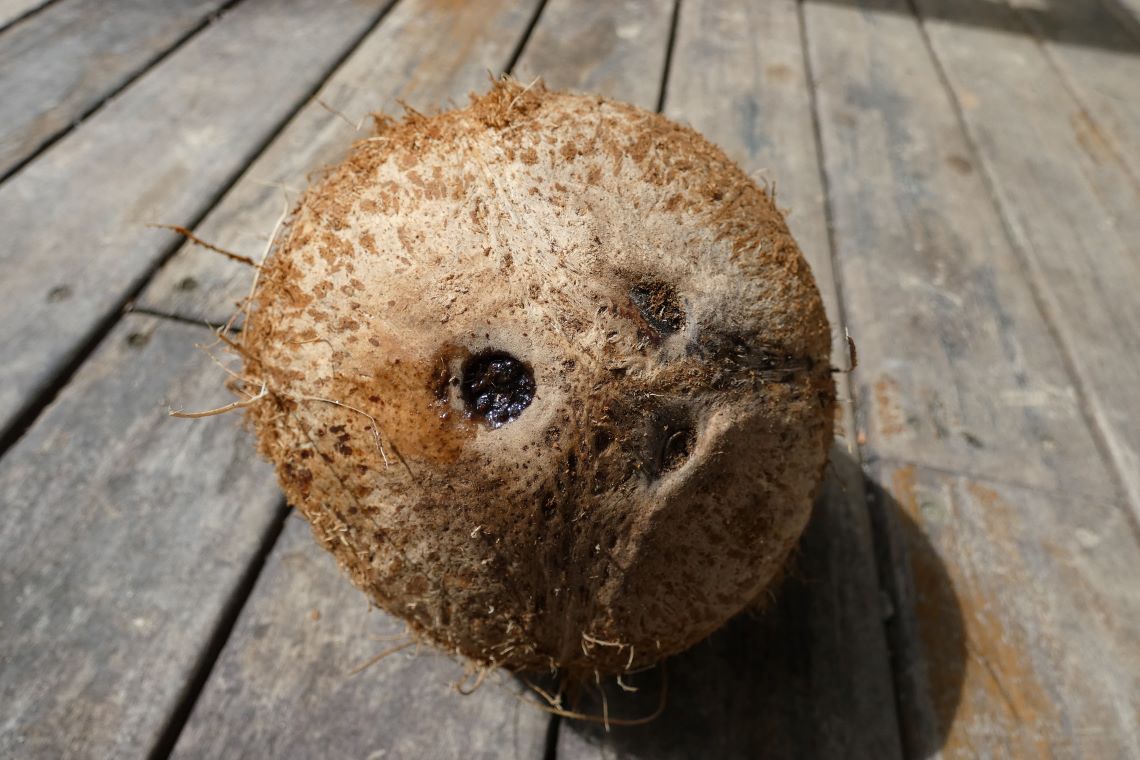 An image showing the eyes on a coconut shell An image showing the eyes on a coconut shell