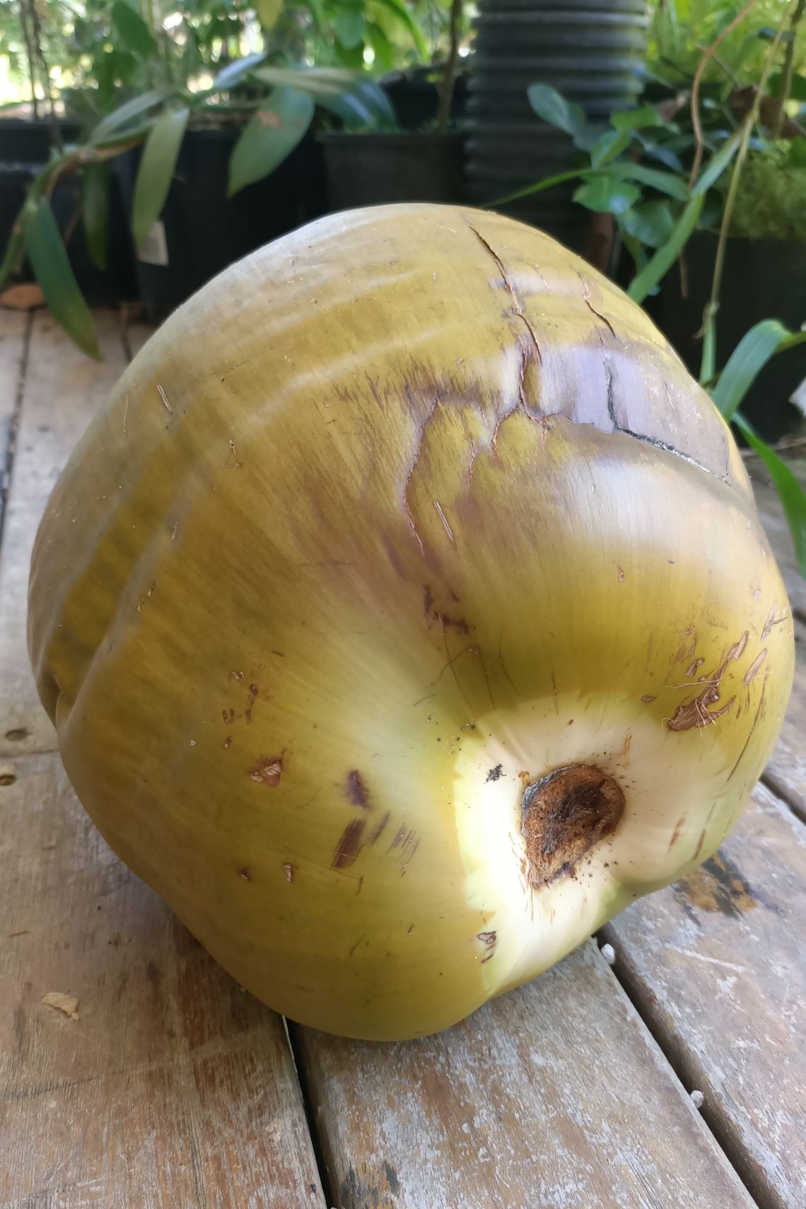A fresh coconut complete with husk A fresh coconut complete with husk