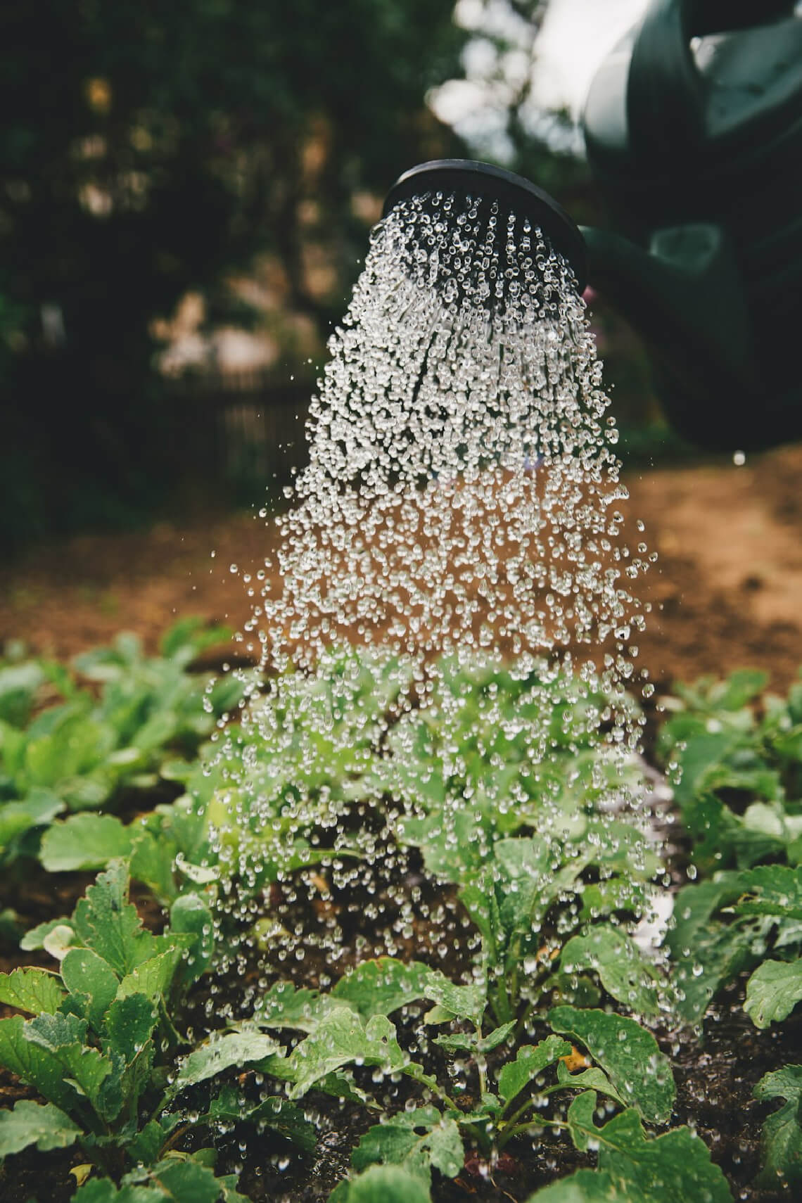 A watering can sprinkling water down onto a garden bed full of green plants A watering can sprinkling water down onto a garden bed full of green plants
