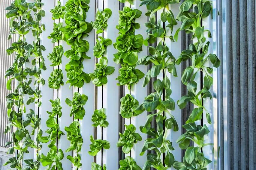A vertical farm with green produce growing in symmetrical lines down a wall A vertical farm with green produce growing in symmetrical lines down a wall