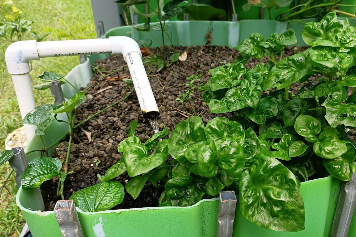 An aquaponics grow bed freshly planted with Brazilian spinach An aquaponics grow bed freshly planted with Brazilian spinach