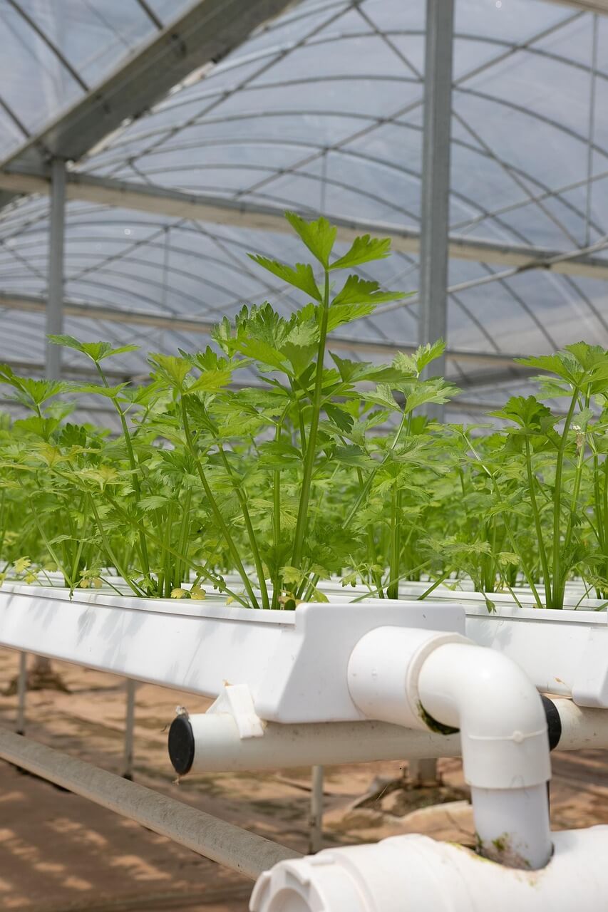 A hydroponics setup in a greenhouse with rows of green plants in white plastic pipes A hydroponics setup in a greenhouse with rows of green plants in white plastic pipes