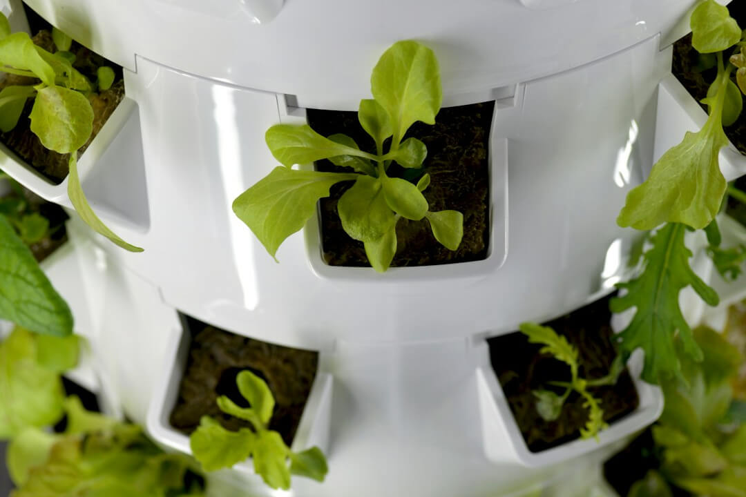 Seedlings emerging from their growing chambers on an aeroponics tower Seedlings emerging from their growing chambers on an aeroponics tower