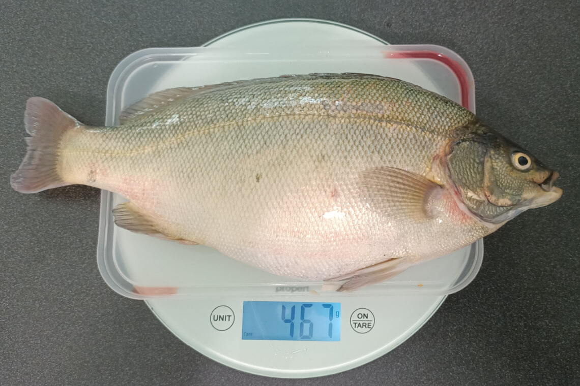 An image of a fish that was harvested from an aquaponics system lying on a digital scale An image of a fish that was harvested from an aquaponics system lying on a digital scale