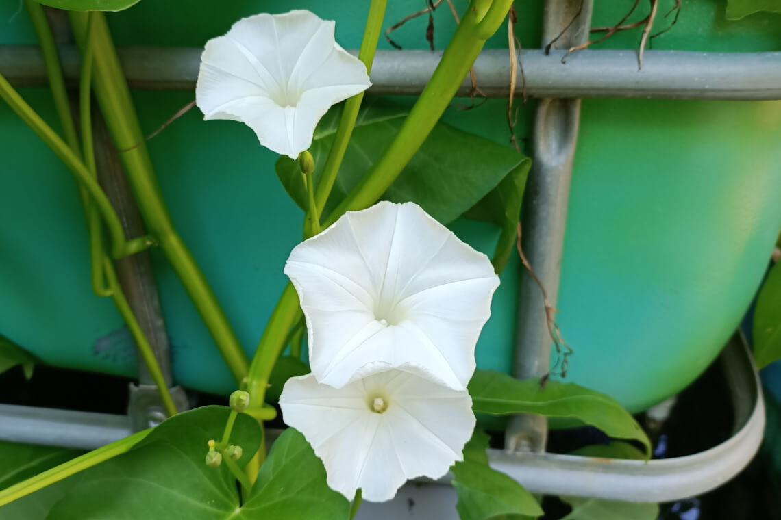 Three white kangkung flowers surrounded by green kangkung stems growing down the side of an aquaponics tank Three white kangkung flowers surrounded by green kangkung stems growing down the side of an aquaponics tank