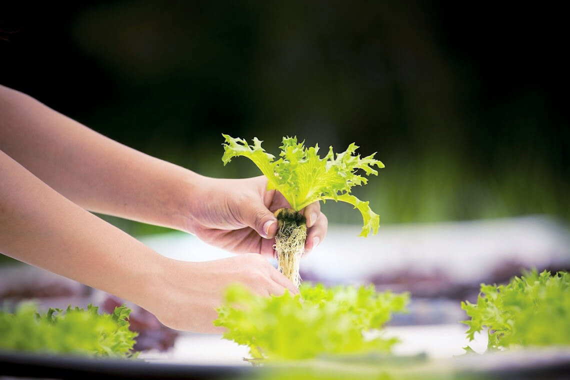 A close-up of someone’s arms and hands holding up a hydroponics lettuce with its root system exposed A close-up of someone’s arms and hands holding up a hydroponics lettuce with its root system exposed