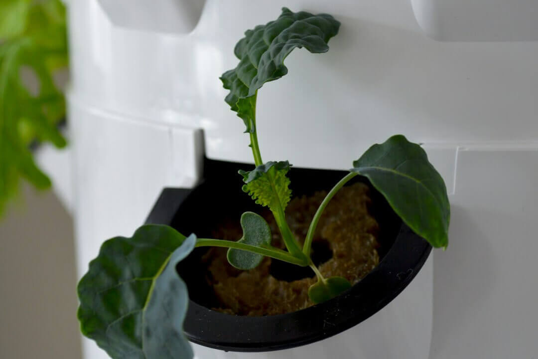 A close-up image of a plant in its growing chamber on an aeroponics tower A close-up image of a plant in its growing chamber on an aeroponics tower