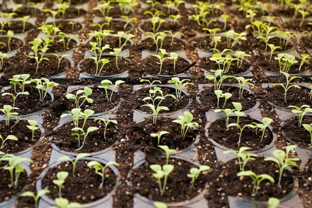Rows of plant pots full of hydroponic seedlings in growing medium Rows of plant pots full of hydroponic seedlings in growing medium