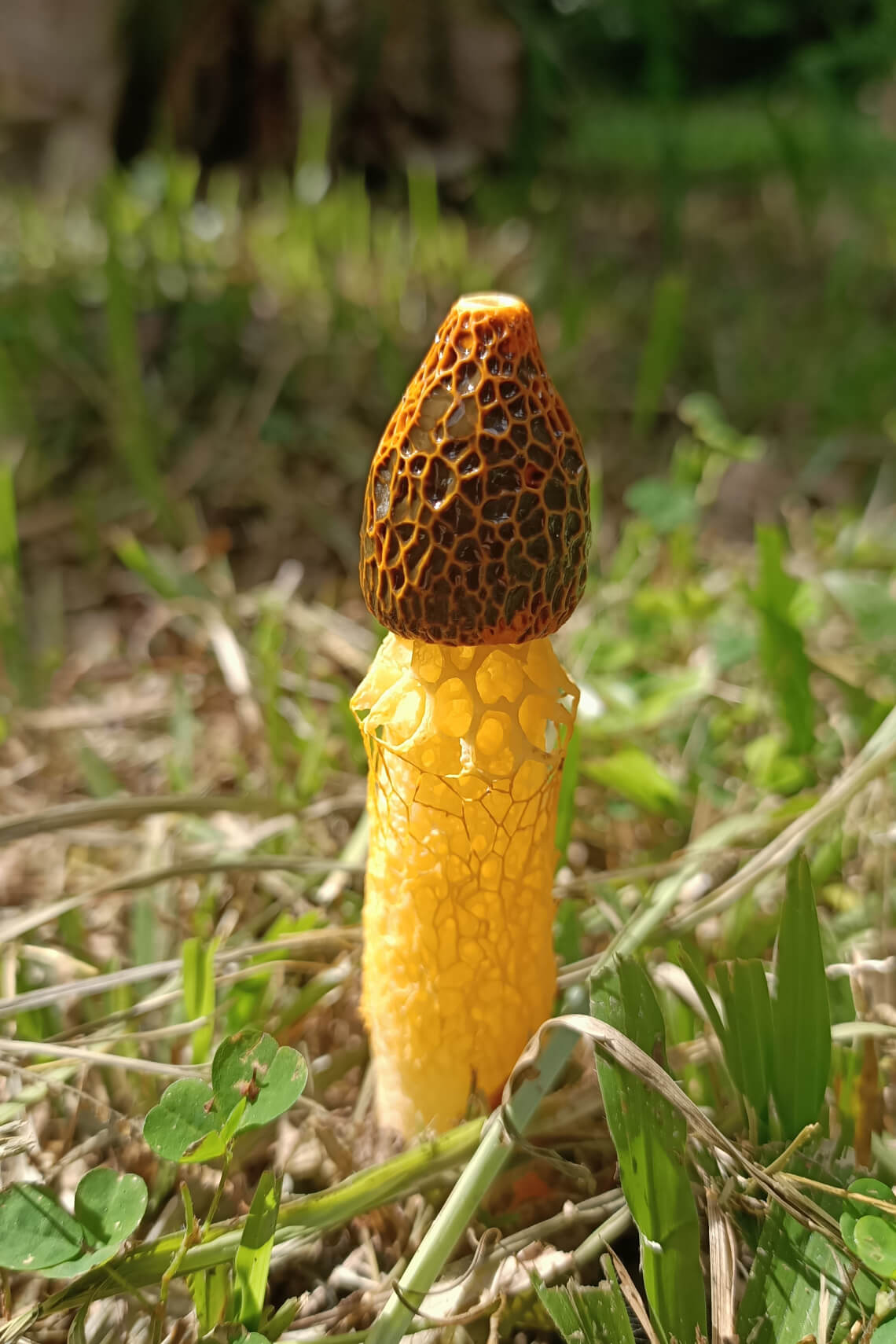 A yellow bridal veil stinkhorn with brown cap, yellow stem and yellow veil A yellow bridal veil stinkhorn with brown cap, yellow stem and yellow veil