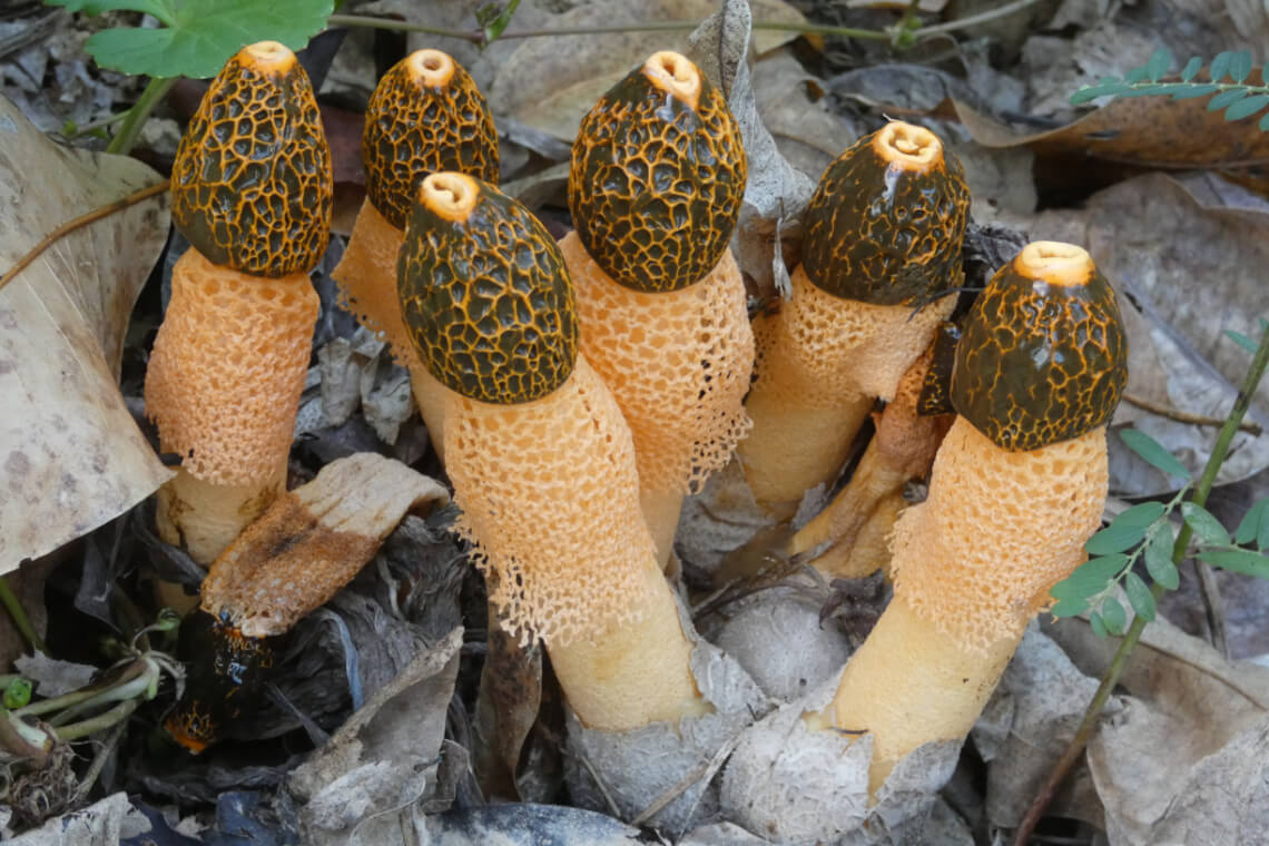 Six yellow bridal veil stinkhorns emerging from their eggs in the ground Six yellow bridal veil stinkhorns emerging from their eggs in the ground