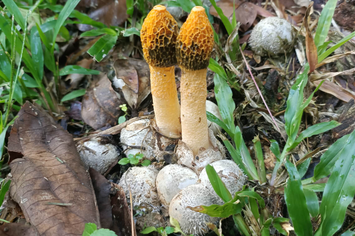Two yellow bridal veil stinkhorns emerging from their eggs in the ground Two yellow bridal veil stinkhorns emerging from their eggs in the ground