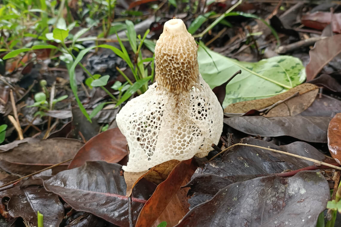 A bridal veil stinkhorn growing in leaf litter A bridal veil stinkhorn growing in leaf litter