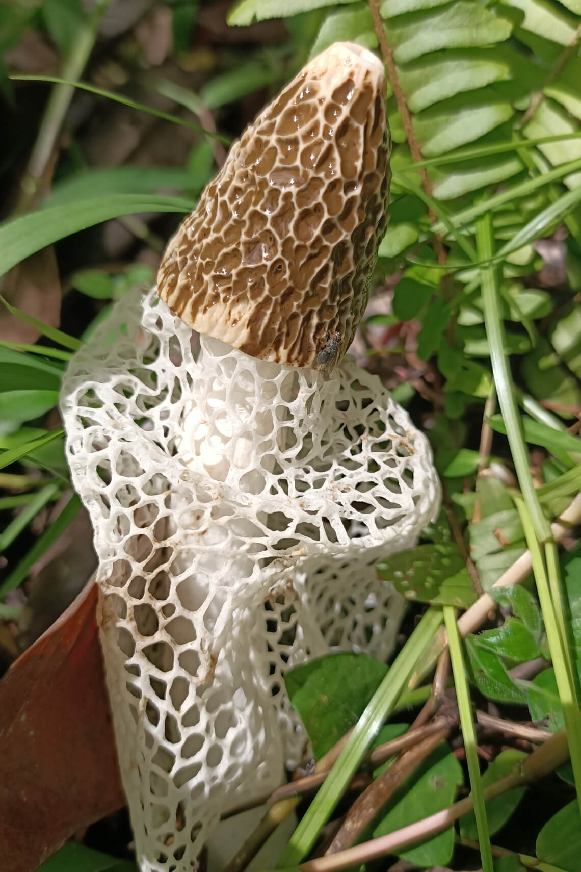 A fly feeding on the gleba of a bridal veil stinkhorn A fly feeding on the gleba of a bridal veil stinkhorn