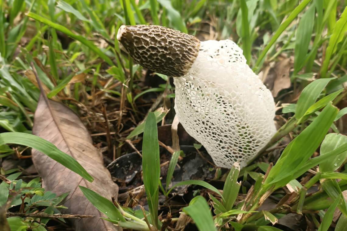 A leaning bridal veil stinkhorn with brown cap, white stem and lacy white veil A leaning bridal veil stinkhorn with brown cap, white stem and lacy white veil