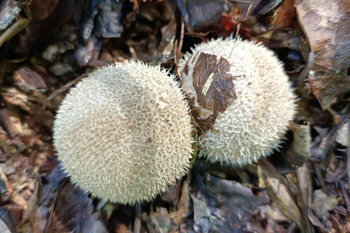 Two white, fluffy stinkhorn eggs in leaf litter Two white, fluffy stinkhorn eggs in leaf litter
